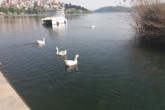 31460831_1549920298439740_2850681841462018048_n