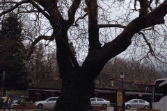 Από το χειμωνιάτικο Μέτσοβο