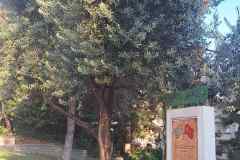 εικόνα_Viber_2024-09-25_17-51-48-000